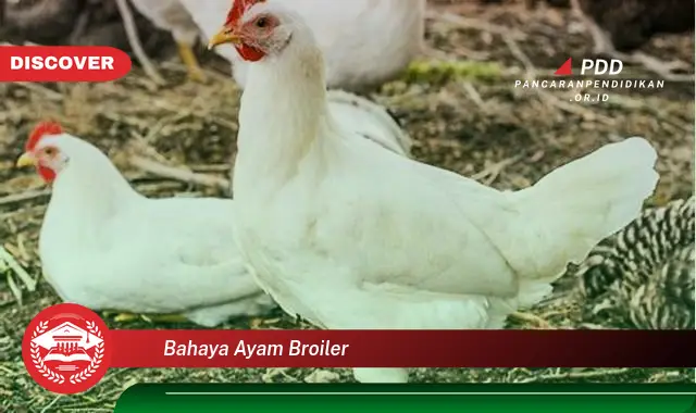 bahaya ayam broiler