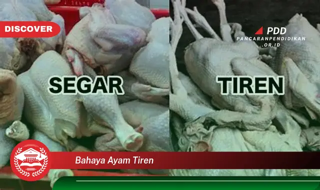 bahaya ayam tiren