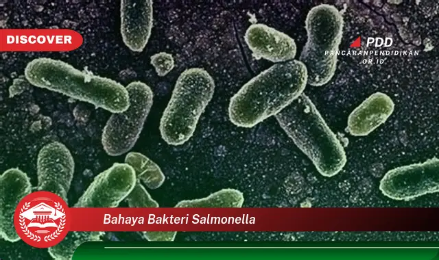 bahaya bakteri salmonella