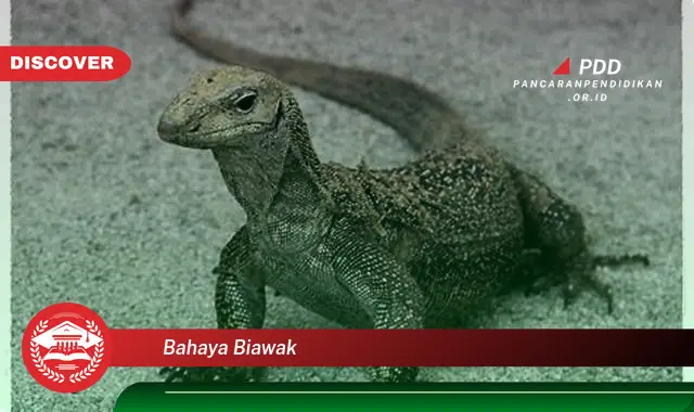 bahaya biawak