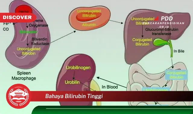 Inilah 5 Bahaya Bilirubin Tinggi yang Bikin Penasaran