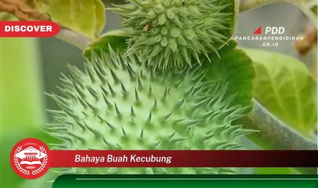 bahaya buah kecubung