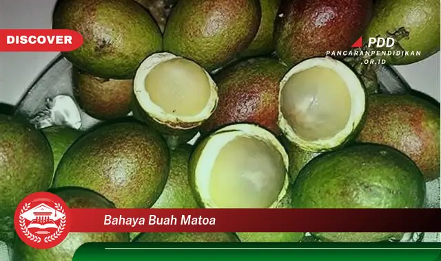 bahaya buah matoa