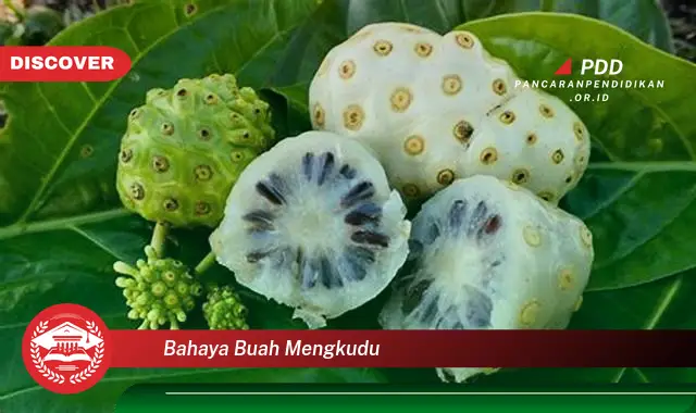 bahaya buah mengkudu