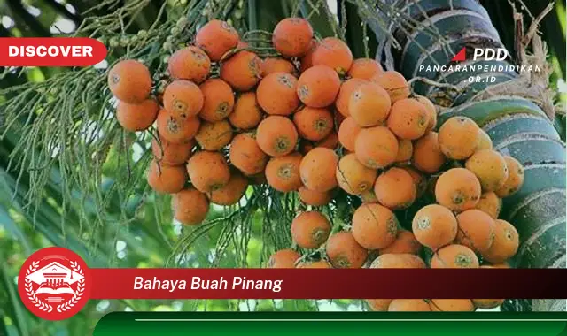 bahaya buah pinang