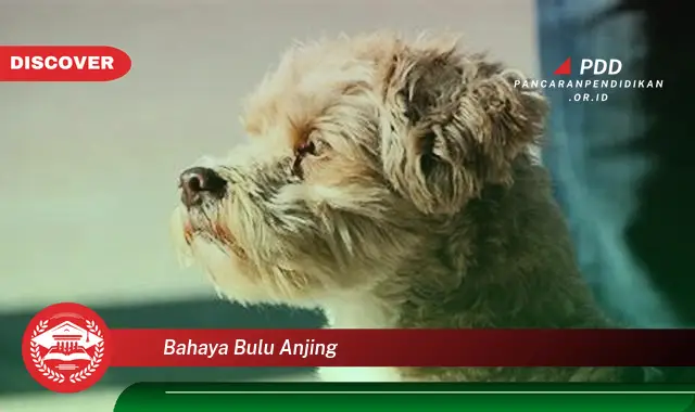 bahaya bulu anjing