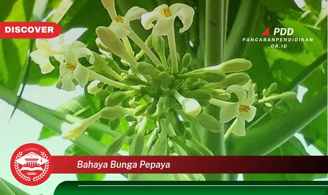 bahaya bunga pepaya