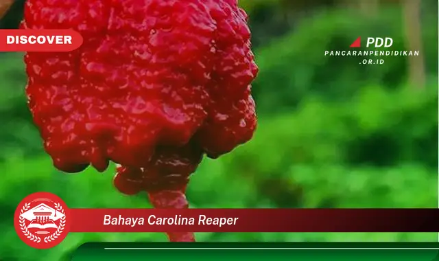 bahaya carolina reaper