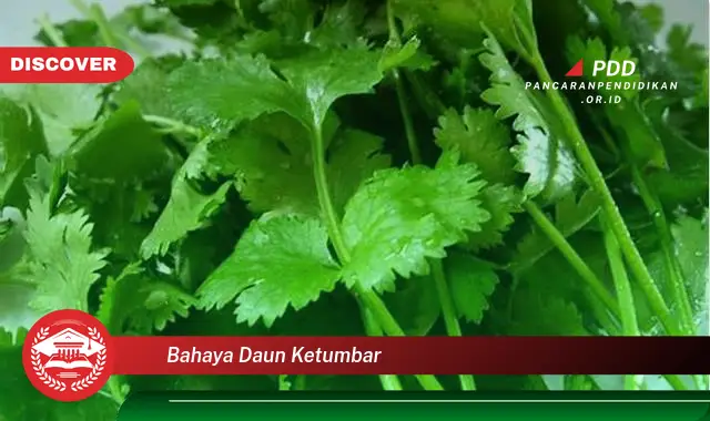 Inilah 5 Bahaya Daun Ketumbar yang Bikin Penasaran