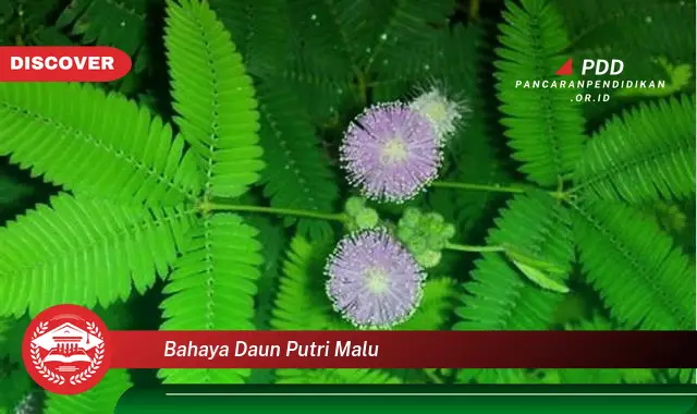 Ketahui 5 Bahaya Daun Putri Malu yang Perlu Diwaspadai