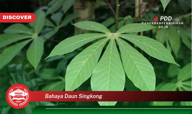 bahaya daun singkong