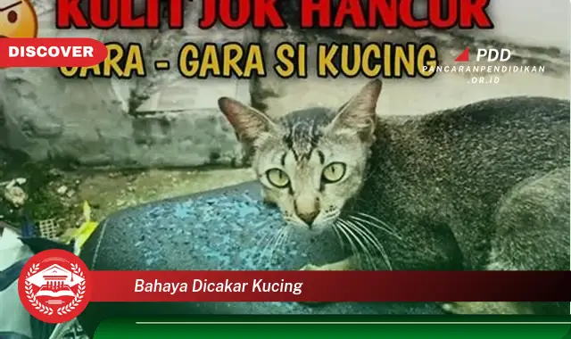 bahaya dicakar kucing