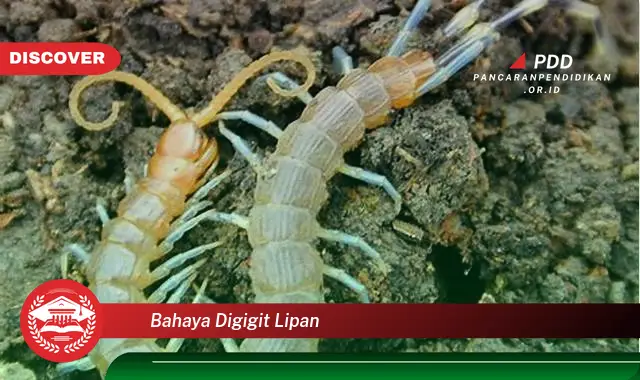 bahaya digigit lipan