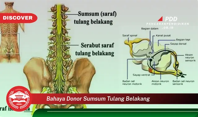 bahaya donor sumsum tulang belakang