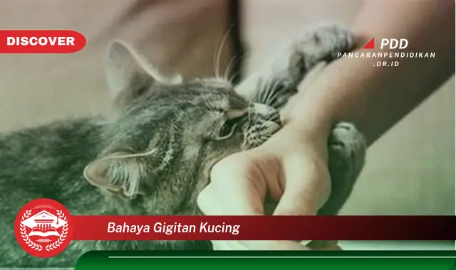 bahaya gigitan kucing