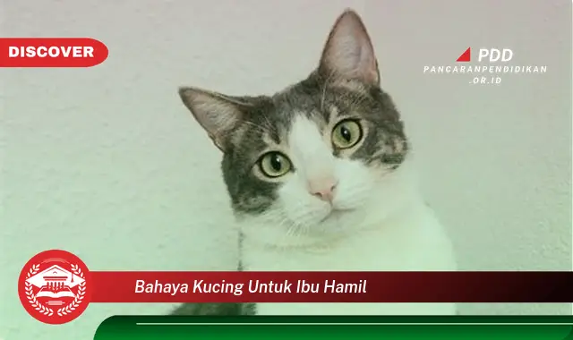 bahaya kucing untuk ibu hamil