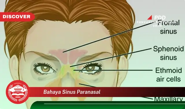 bahaya sinus paranasal