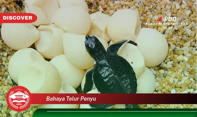bahaya telur penyu