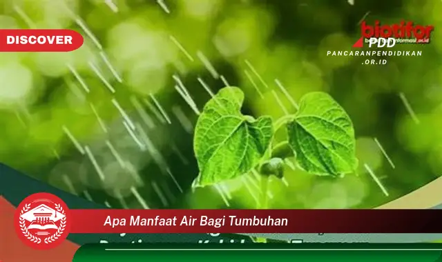 apa manfaat air bagi tumbuhan