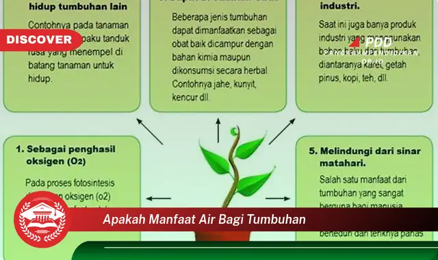 apakah manfaat air bagi tumbuhan