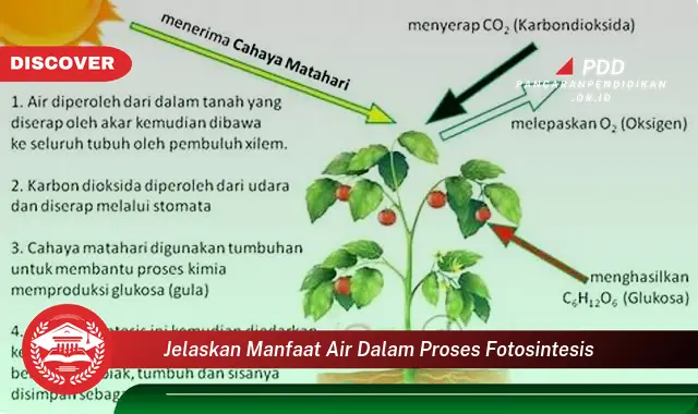 jelaskan manfaat air dalam proses fotosintesis