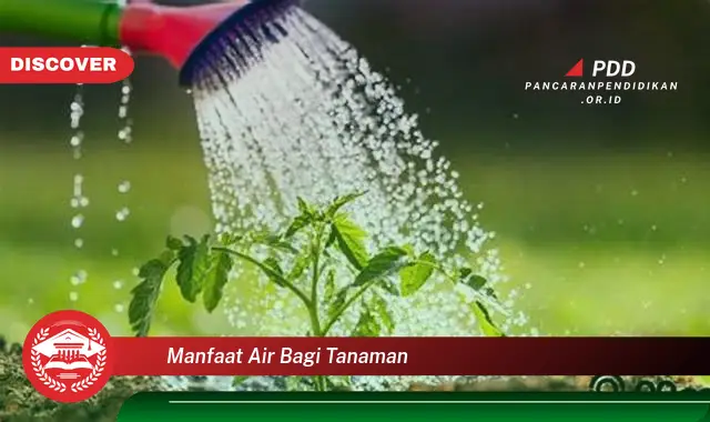 manfaat air bagi tanaman