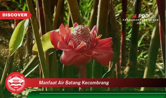 manfaat air batang kecombrang