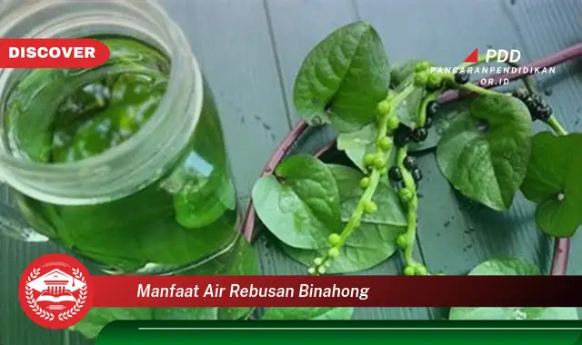 manfaat air rebusan binahong