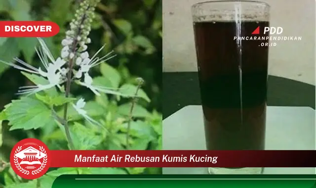 manfaat air rebusan kumis kucing