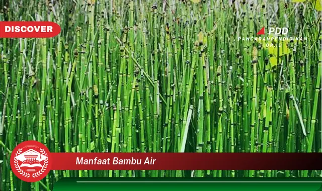 manfaat bambu air