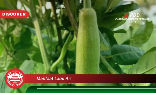 manfaat labu air