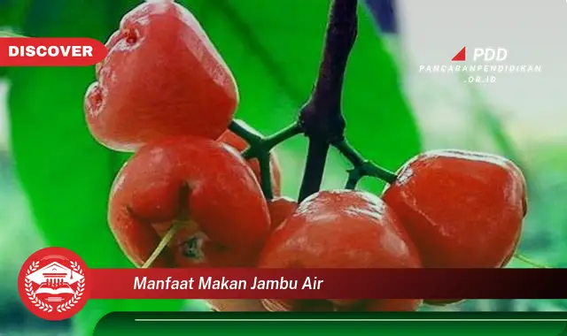 manfaat makan jambu air