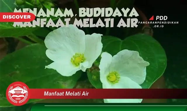 manfaat melati air