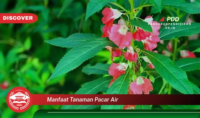 manfaat tanaman pacar air