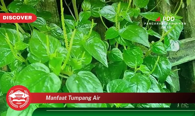 manfaat tumpang air