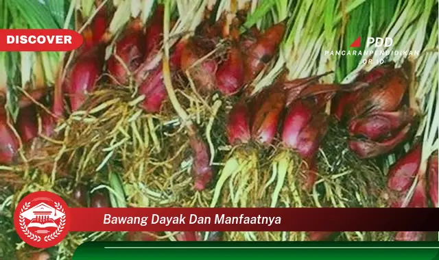 bawang dayak dan manfaatnya