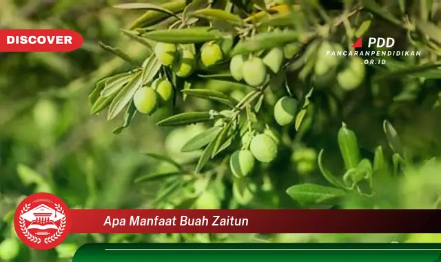 apa manfaat buah zaitun