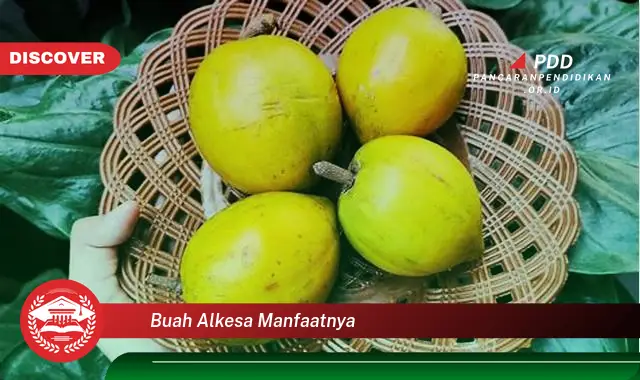 buah alkesa manfaatnya