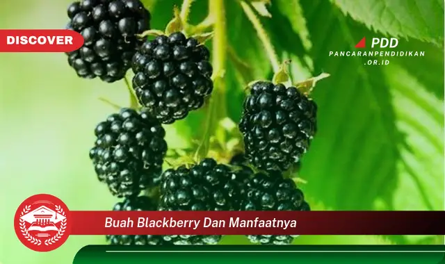 Temukan 10 Manfaat Buah Blackberry yang Bikin Kamu Penasaran