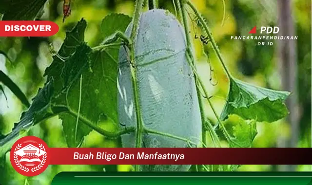 buah bligo dan manfaatnya