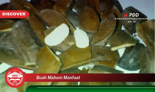 buah mahoni manfaat