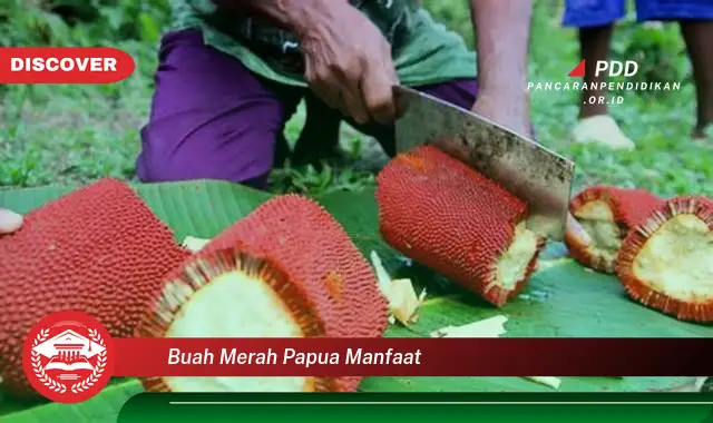 buah merah papua manfaat