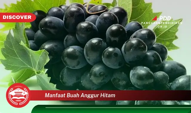 Ketahui 10 Manfaat Buah Anggur Hitam yang Bikin Kamu Penasaran