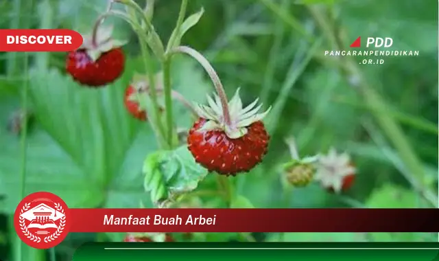 manfaat buah arbei