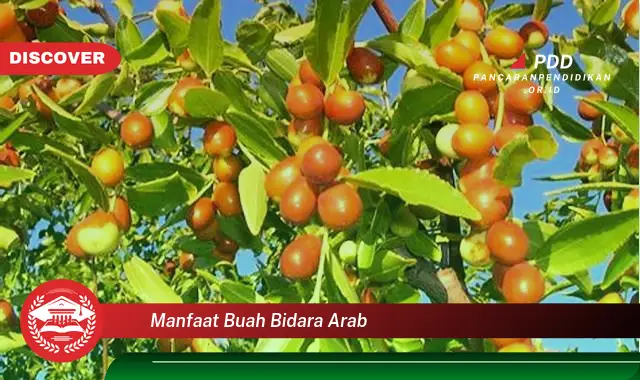 manfaat buah bidara arab