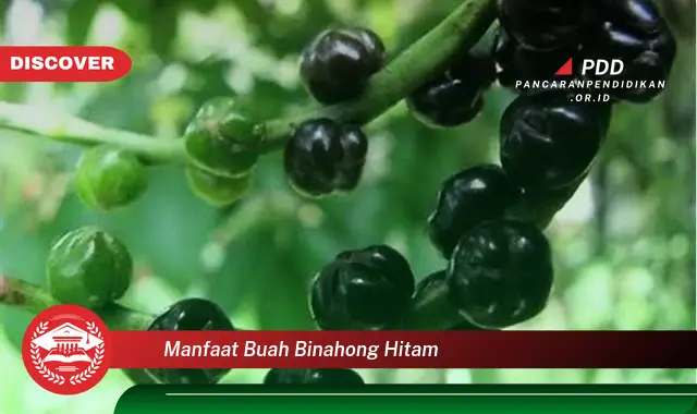 manfaat buah binahong hitam