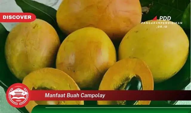 manfaat buah campolay