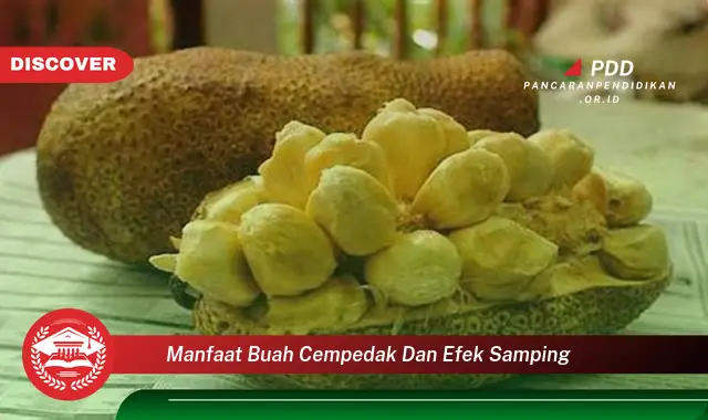 manfaat buah cempedak dan efek samping