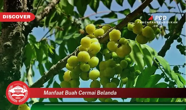 manfaat buah cermai belanda