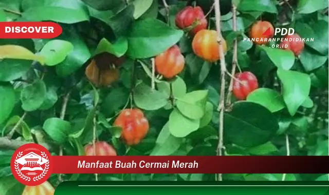 manfaat buah cermai merah